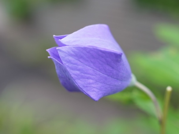 f:id:elmikamino:20110910103749j:image