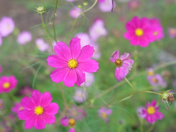 f:id:elmikamino:20110910104001j:image