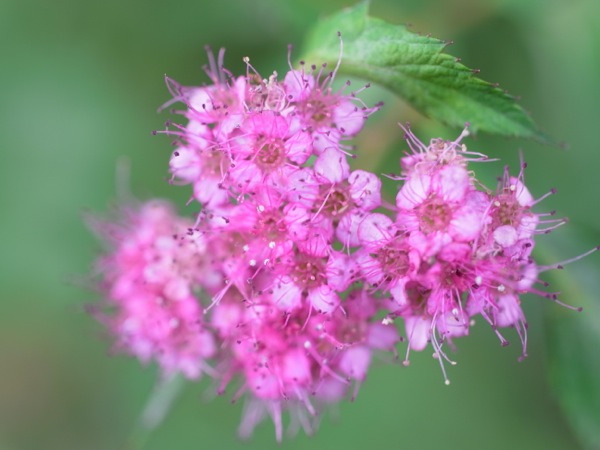 f:id:elmikamino:20110910104101j:image