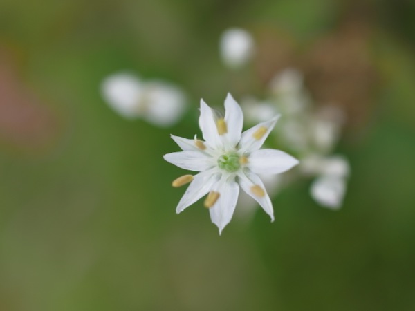 f:id:elmikamino:20110910104113j:image