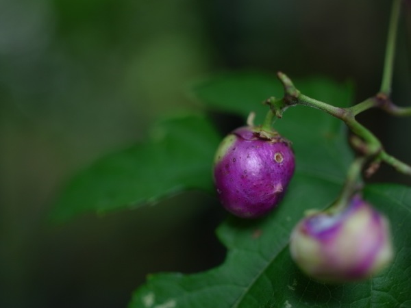 f:id:elmikamino:20110910104201j:image