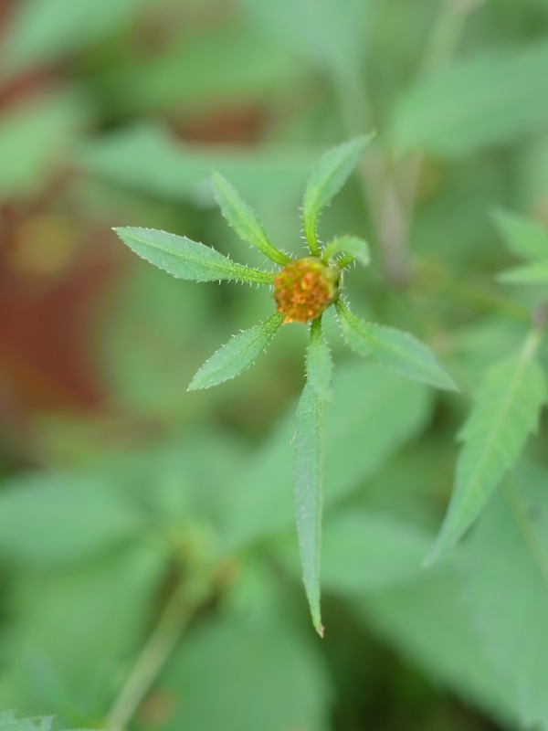 f:id:elmikamino:20110910104426j:image