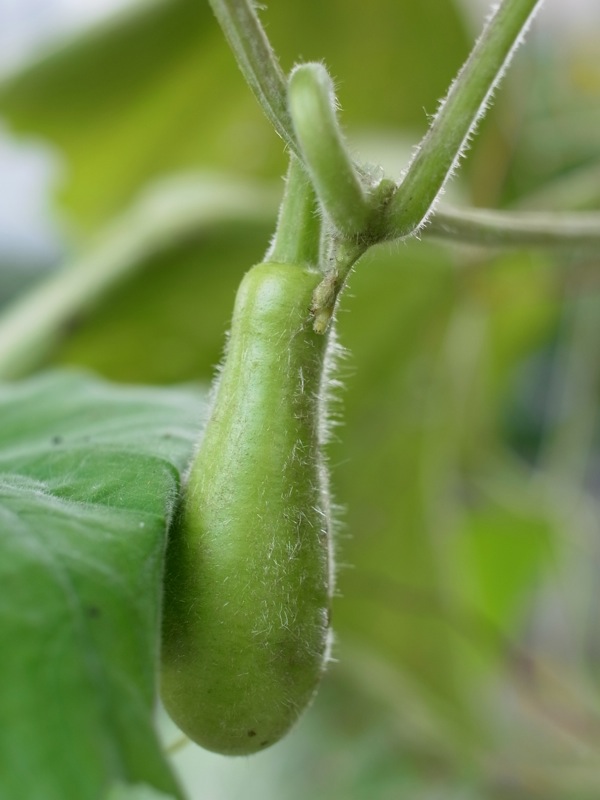 f:id:elmikamino:20110910105040j:image