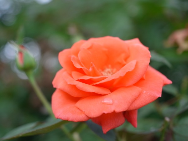 f:id:elmikamino:20110910105143j:image