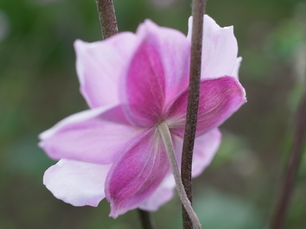 f:id:elmikamino:20110910105254j:image