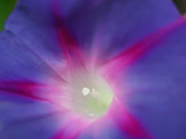 f:id:elmikamino:20110910105331j:image
