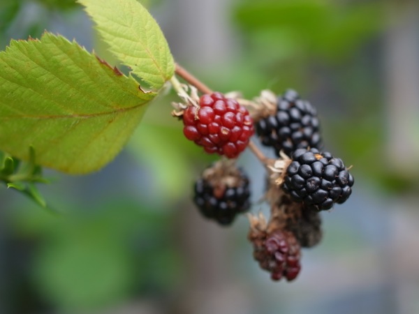 f:id:elmikamino:20110910105625j:image