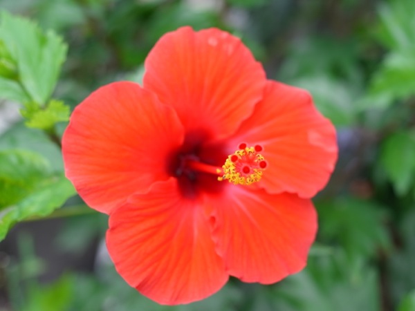 f:id:elmikamino:20110910105805j:image