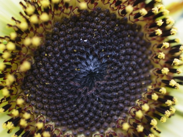 f:id:elmikamino:20110910110118j:image