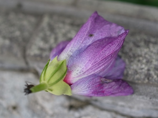 f:id:elmikamino:20110910110206j:image