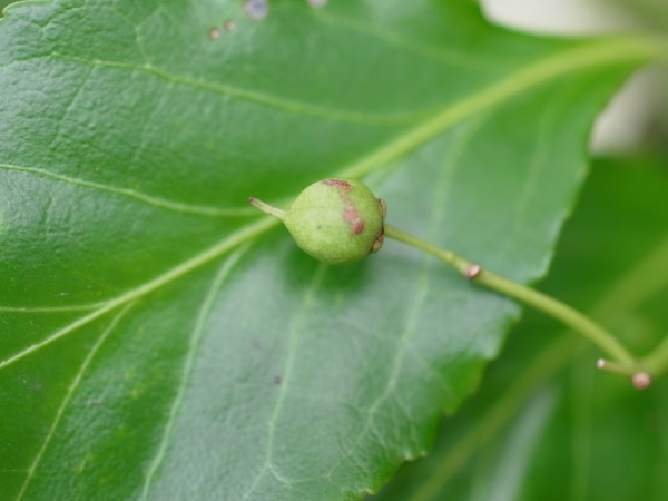 f:id:elmikamino:20110910110333j:image