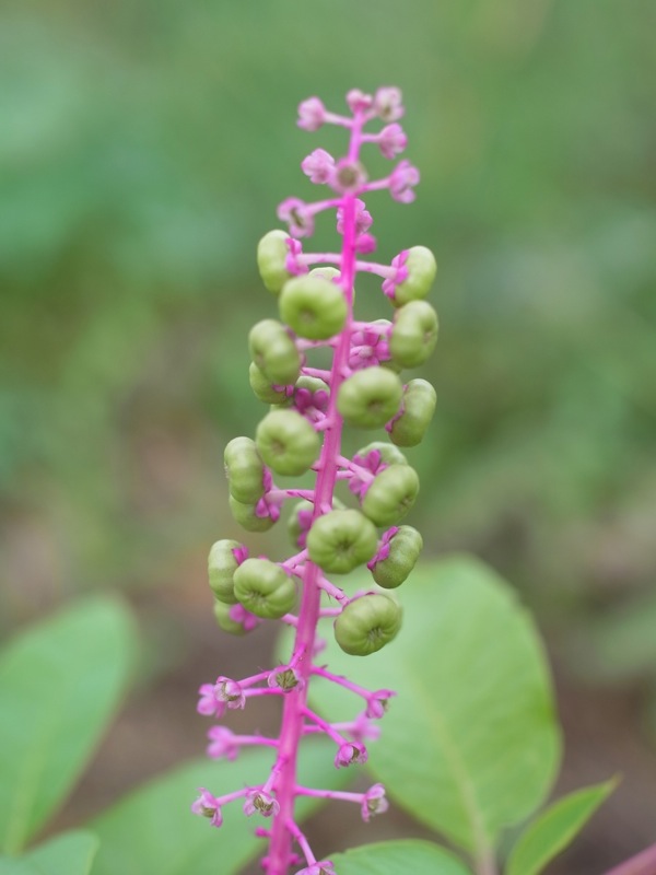 f:id:elmikamino:20110910110429j:image