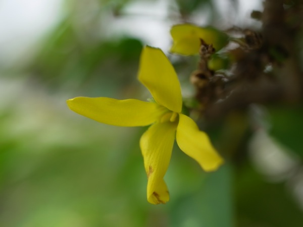 f:id:elmikamino:20110910110845j:image
