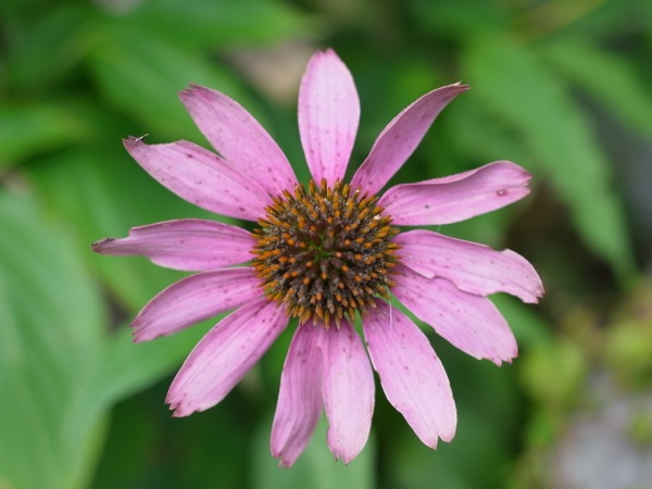 f:id:elmikamino:20110910111030j:image