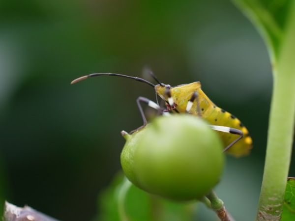 f:id:elmikamino:20110910111137j:image