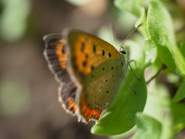 f:id:elmikamino:20110914095915j:image f:id:elmikamino:20110914095915j:image