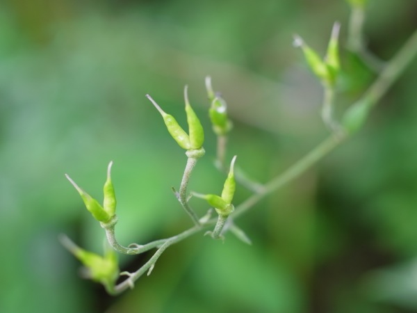 f:id:elmikamino:20110914100619j:image f:id:elmikamino:20110914100619j:image