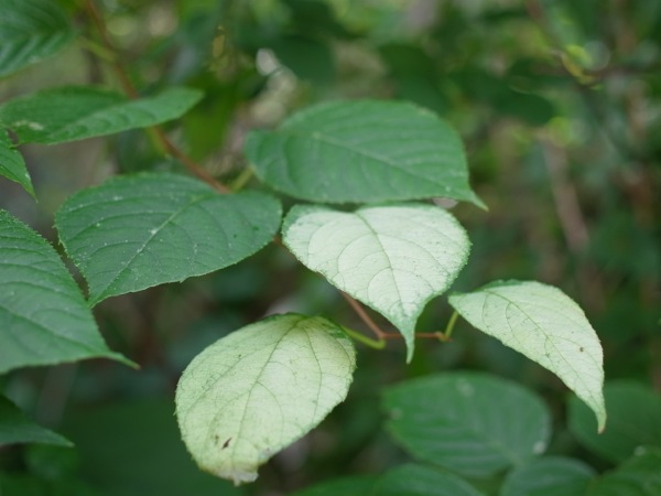 f:id:elmikamino:20110914100703j:image f:id:elmikamino:20110914100703j:image