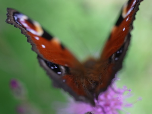 f:id:elmikamino:20110914101620j:image f:id:elmikamino:20110914101620j:image