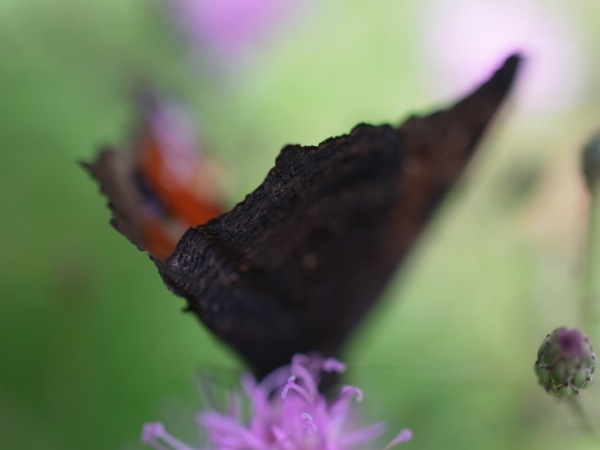 f:id:elmikamino:20110914101627j:image f:id:elmikamino:20110914101627j:image