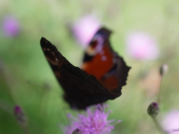 f:id:elmikamino:20110914101637j:image f:id:elmikamino:20110914101637j:image