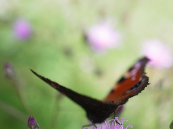 f:id:elmikamino:20110914101639j:image f:id:elmikamino:20110914101639j:image