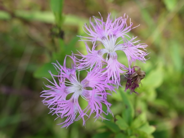 f:id:elmikamino:20110916131336j:image
