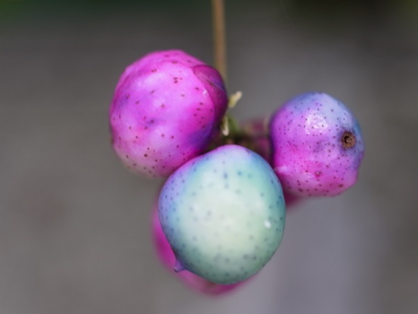 f:id:elmikamino:20110918100239j:image