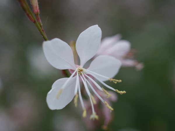 f:id:elmikamino:20110918100901j:image