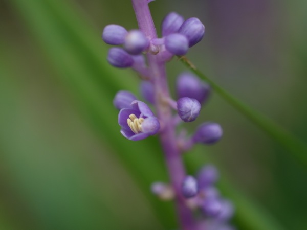 f:id:elmikamino:20110918101306j:image