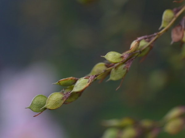 f:id:elmikamino:20110918101632j:image