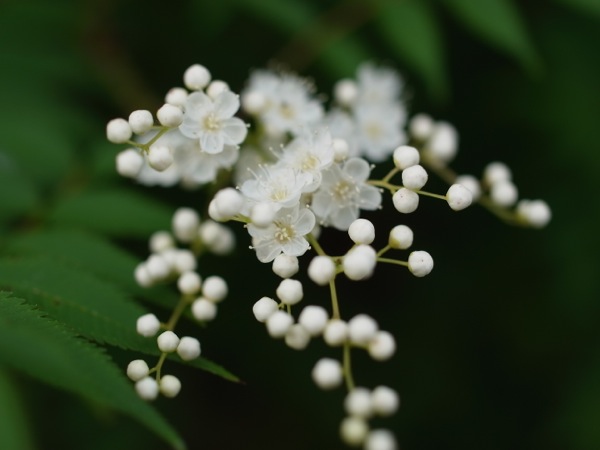 f:id:elmikamino:20110920152344j:image
