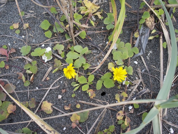 f:id:elmikamino:20110924140707j:image