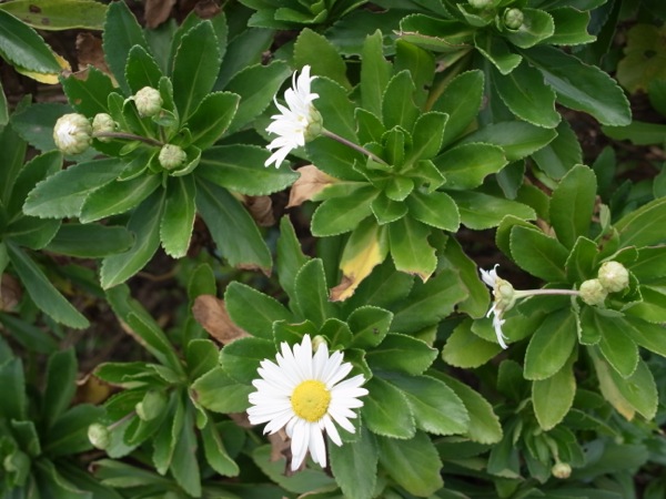 f:id:elmikamino:20110924141257j:image