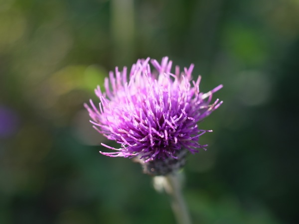 f:id:elmikamino:20110924151458j:image