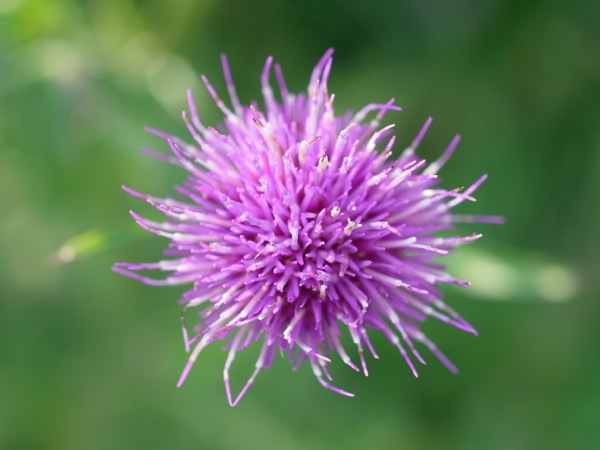 f:id:elmikamino:20110924151509j:image