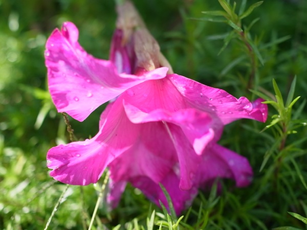 f:id:elmikamino:20111002113553j:image