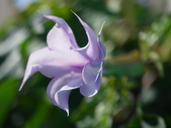 f:id:elmikamino:20111002113612j:image