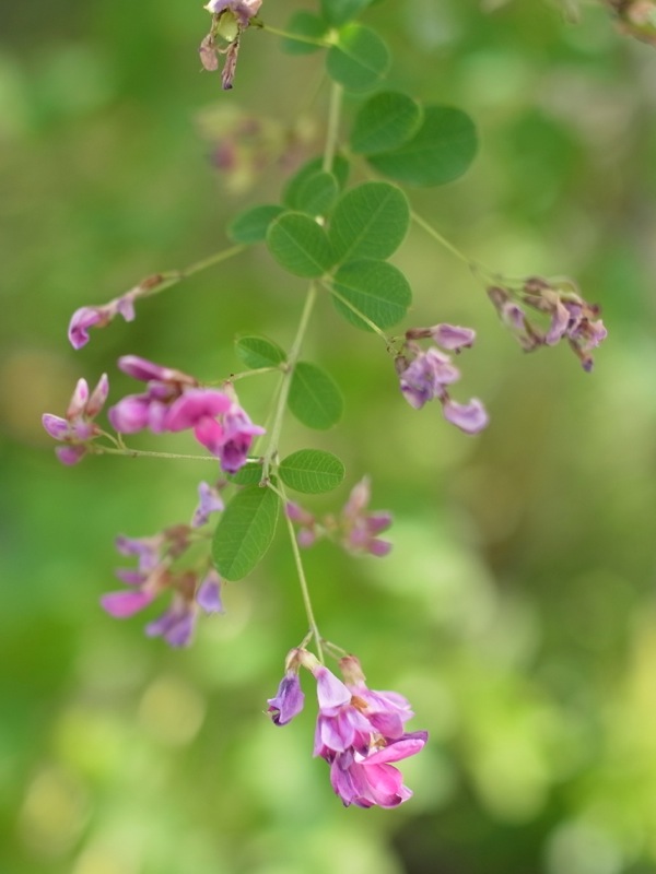 f:id:elmikamino:20111002113812j:image