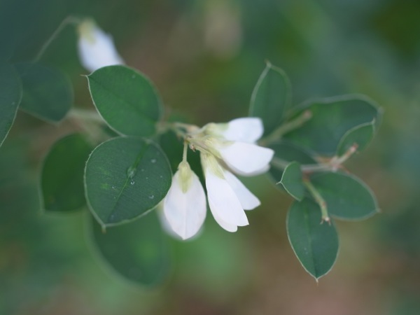 f:id:elmikamino:20111002114036j:image