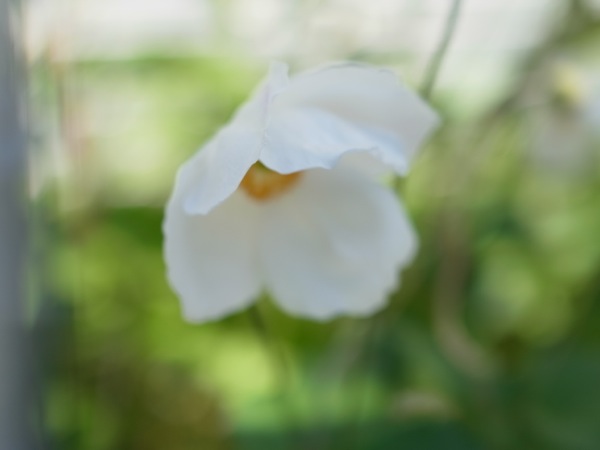 f:id:elmikamino:20111002114104j:image