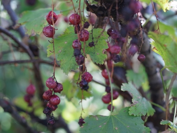f:id:elmikamino:20111002114224j:image