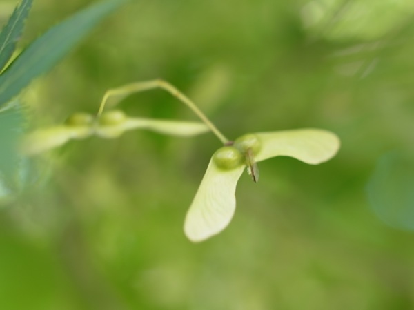 f:id:elmikamino:20111002114349j:image