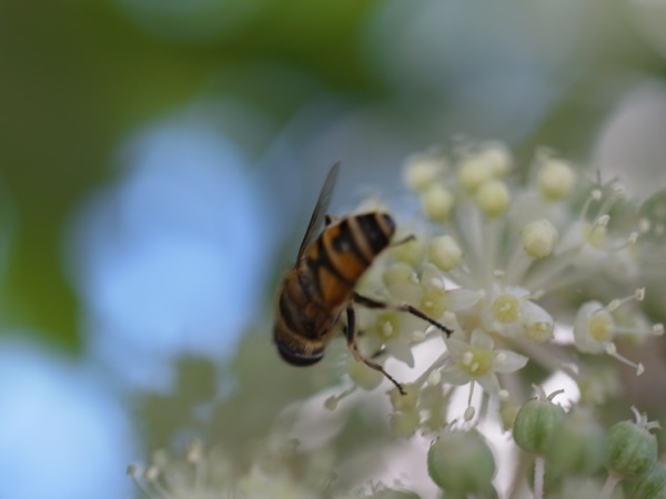 f:id:elmikamino:20111002114610j:image