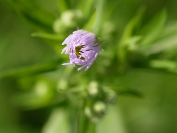 f:id:elmikamino:20111002114822j:image