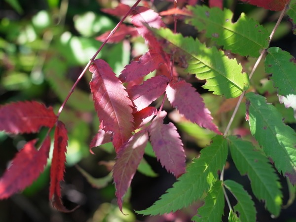 f:id:elmikamino:20111002114944j:image