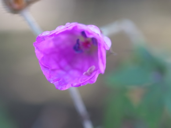 f:id:elmikamino:20111002115259j:image
