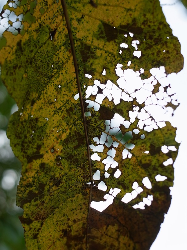 f:id:elmikamino:20111002115539j:image