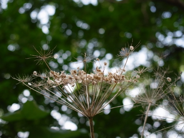 f:id:elmikamino:20111002115641j:image