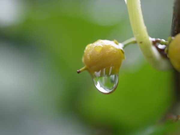 f:id:elmikamino:20111007105301j:image